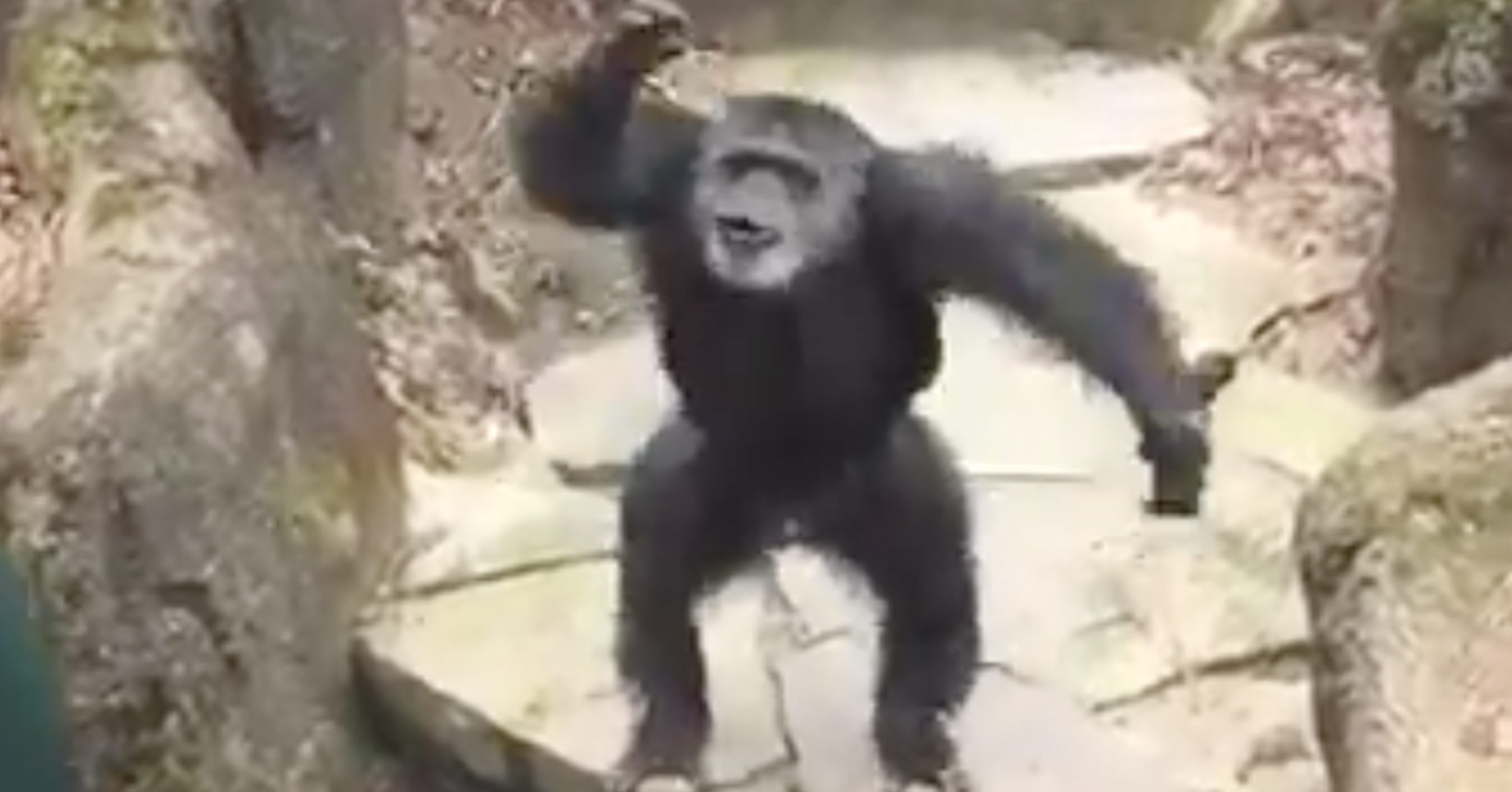 Chimpanzee At Zoo Throws His Poop At Onlookers, Hits Grandma Directly In Her Face Daily Snark