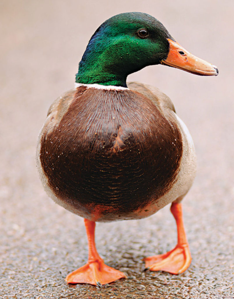 Oregon Unveils Uniforms That Make The Ducks Look Like Actual Ducks ...