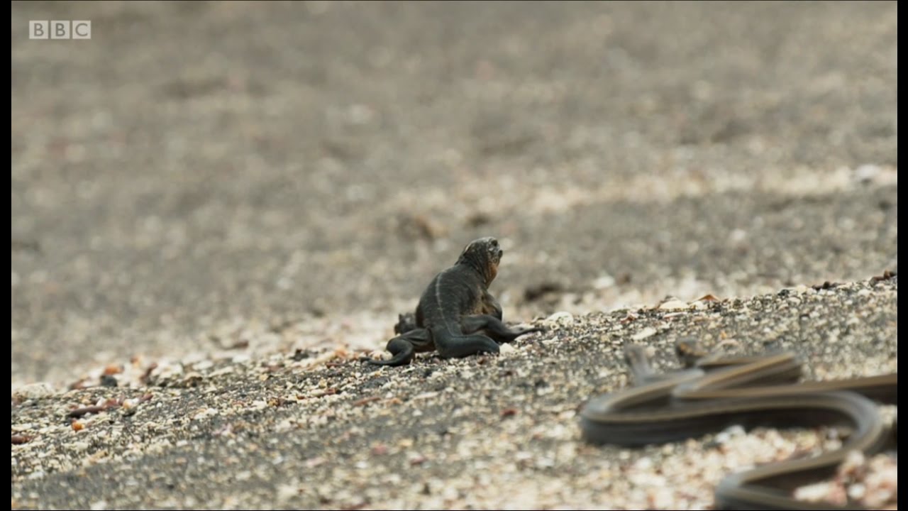 Marshawn Lynch Narrates Planet Earth Iguana vs. Snakes Chase Scene