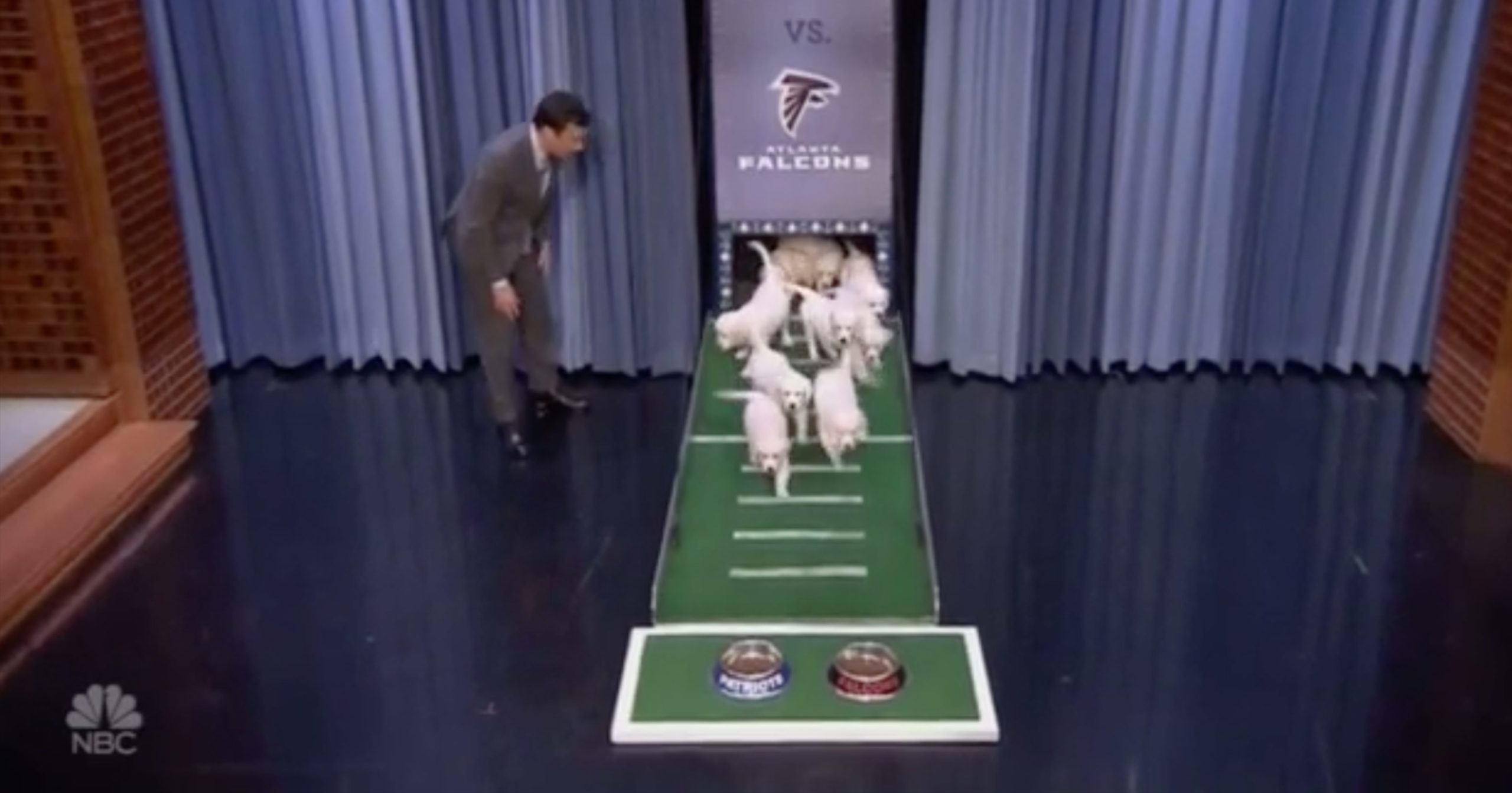 2025 animal planet puppies predict super bowl winner video