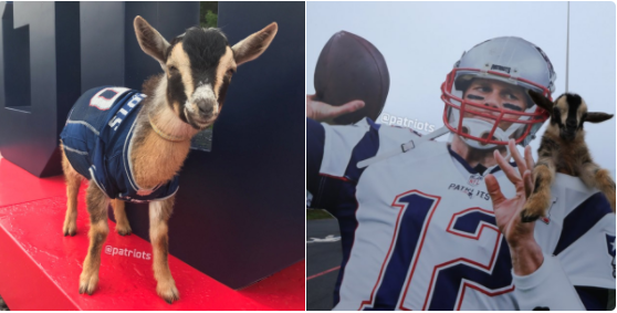 Patriots Celebrate Tom Brady's 40th Birthday With Five Actual ...